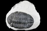 Bargain, Pedinopariops Trilobite - Mrakib, Morocco #80947-1
